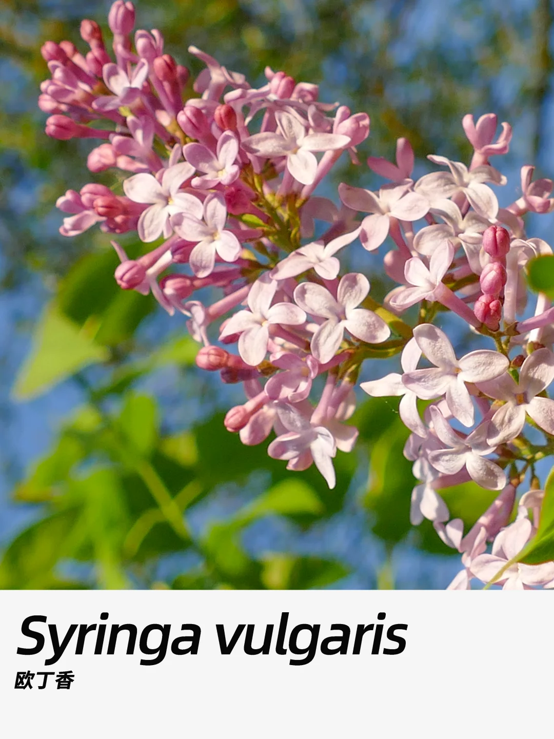带你每天认识一种花材437｜欧丁香