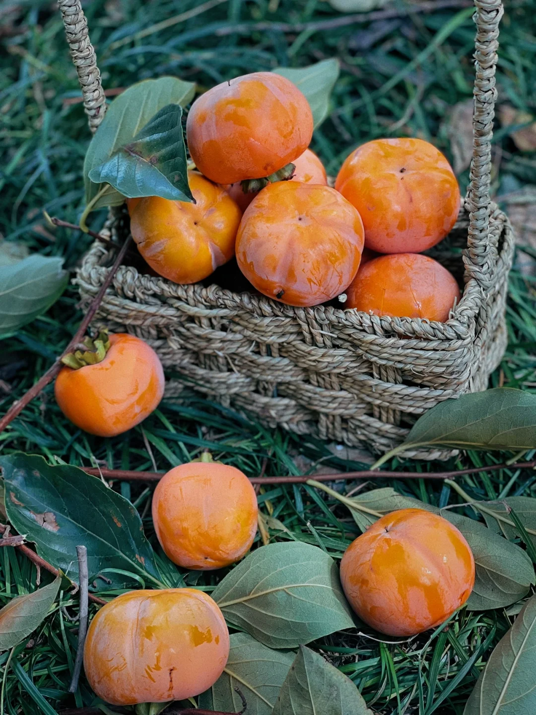 小区里的柿子熟了采摘的乐趣