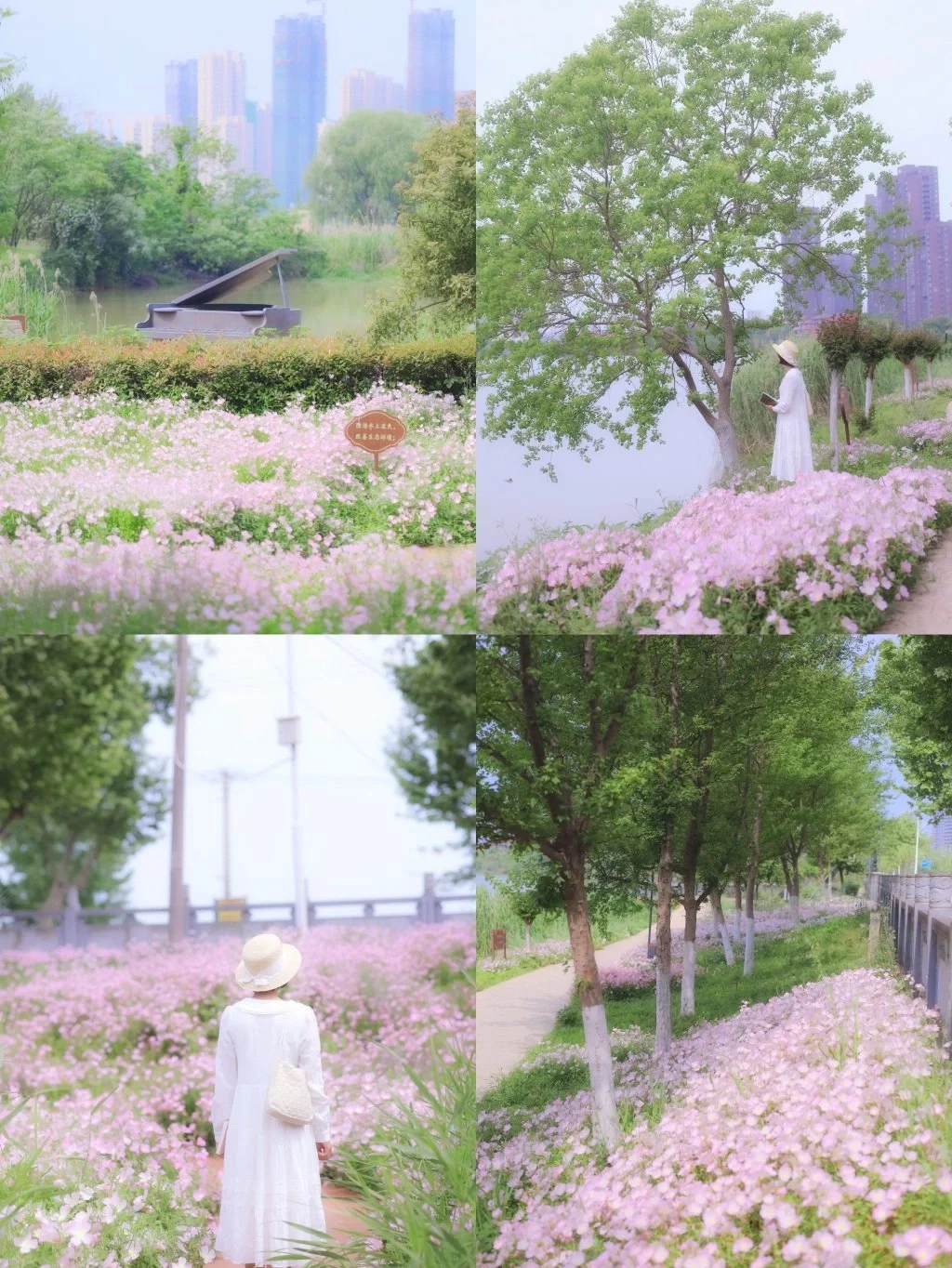 武汉无人粉色花海/跌入爱丽丝童话仙境❗️