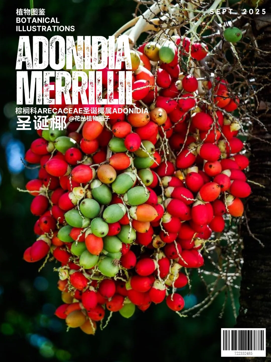 圣诞椰Adonidia merrillii