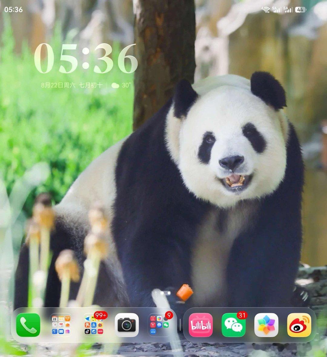 #大熊猫飞云# 对我来说这种折叠屏手机最棒的一点就是屏幕会很大，所以飞云的脸就更好看了！一打开手机心情就变好了！我真的太爱飞云了，这个世界有飞云真是太好了！ ​