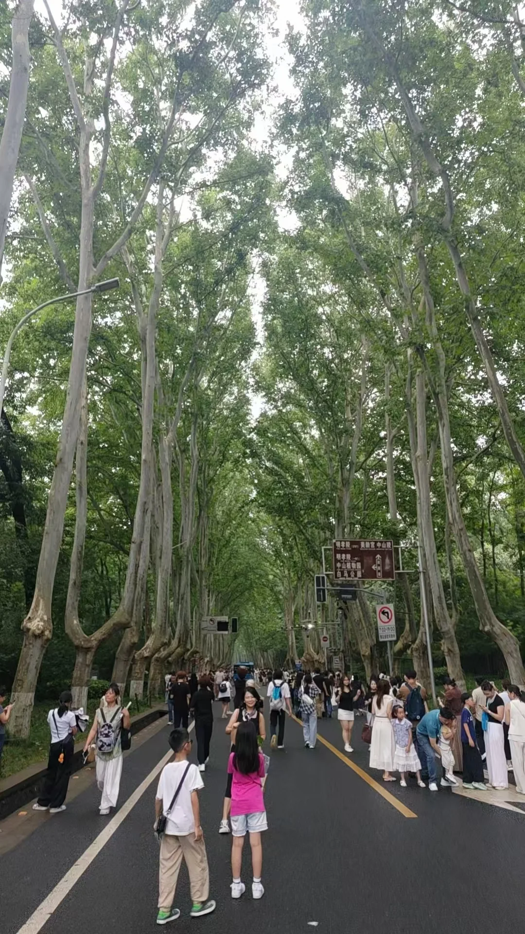 当我来到白海豚台风后的梧桐大道