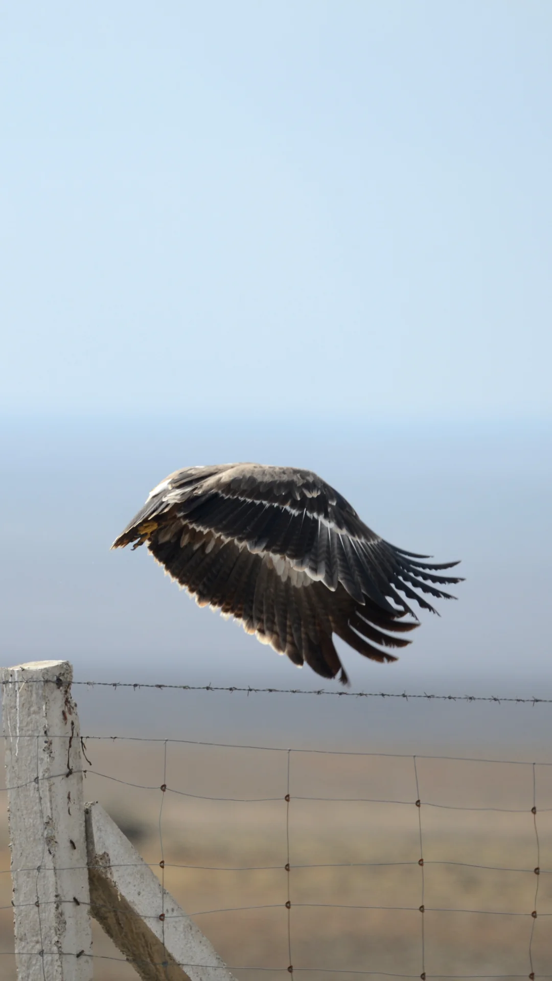 雄鹰展翅的那一刻！