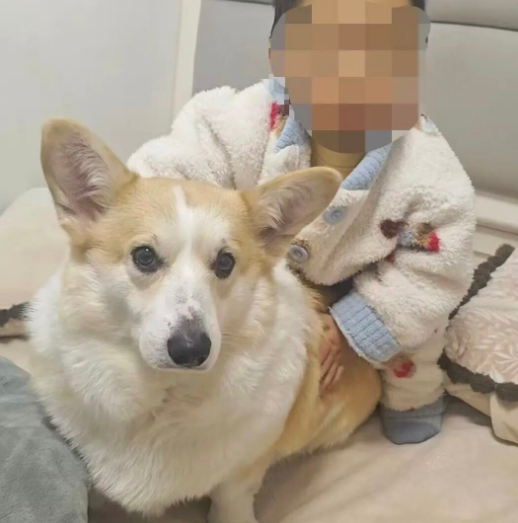 身为人父的责任呢？父亲遛狗12分钟，2岁幼童18楼坠亡，警方认定意外，但不等于民事没责任！

2026年9月13日，重庆，一名2岁2个月大的幼童从18楼坠落身亡，父亲当时下楼遛狗，孩子独自在家12分钟，警方认定属于意外。

但意外和民事上的过错是两套完全独立的标准，前者看能不能预见，后者看有没有尽到