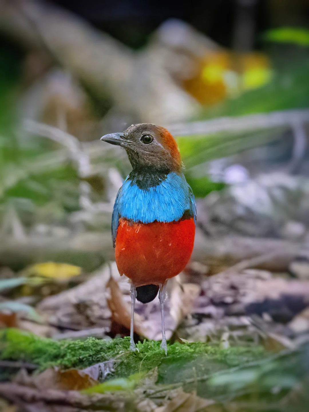 极暗雨林下隐藏的罕见巴布亚八色鸫