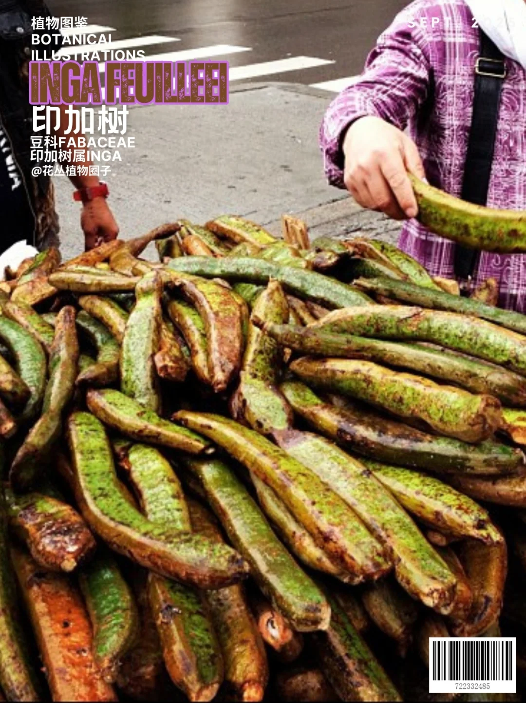 冰淇淋豆Inga feuilleei