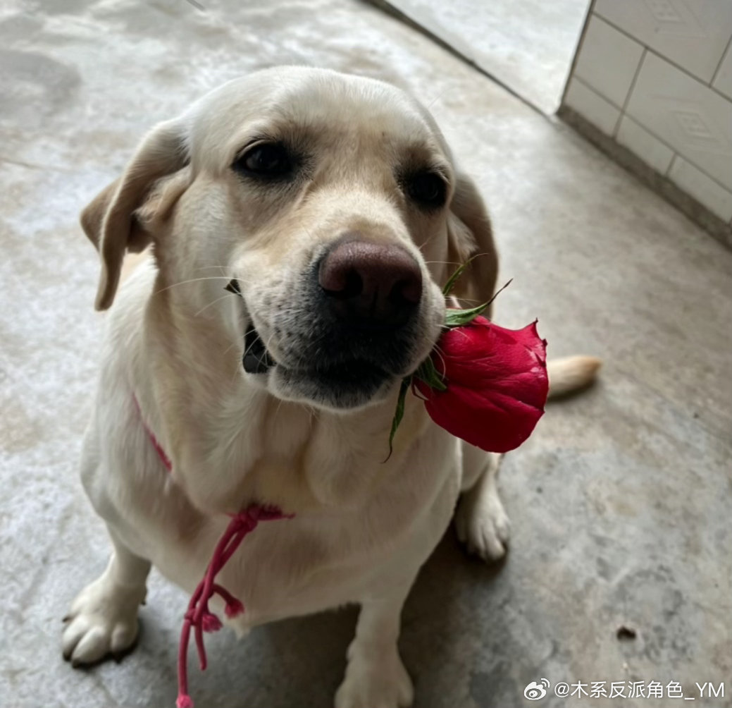 总有人问我我的vx头像怎么那么丑？因为那是我家🐶别再说丑了[微笑] ​​​