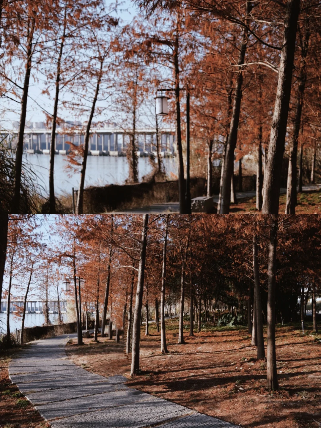 福州拍照📸0元打卡漫步湿地公园韩剧般场景