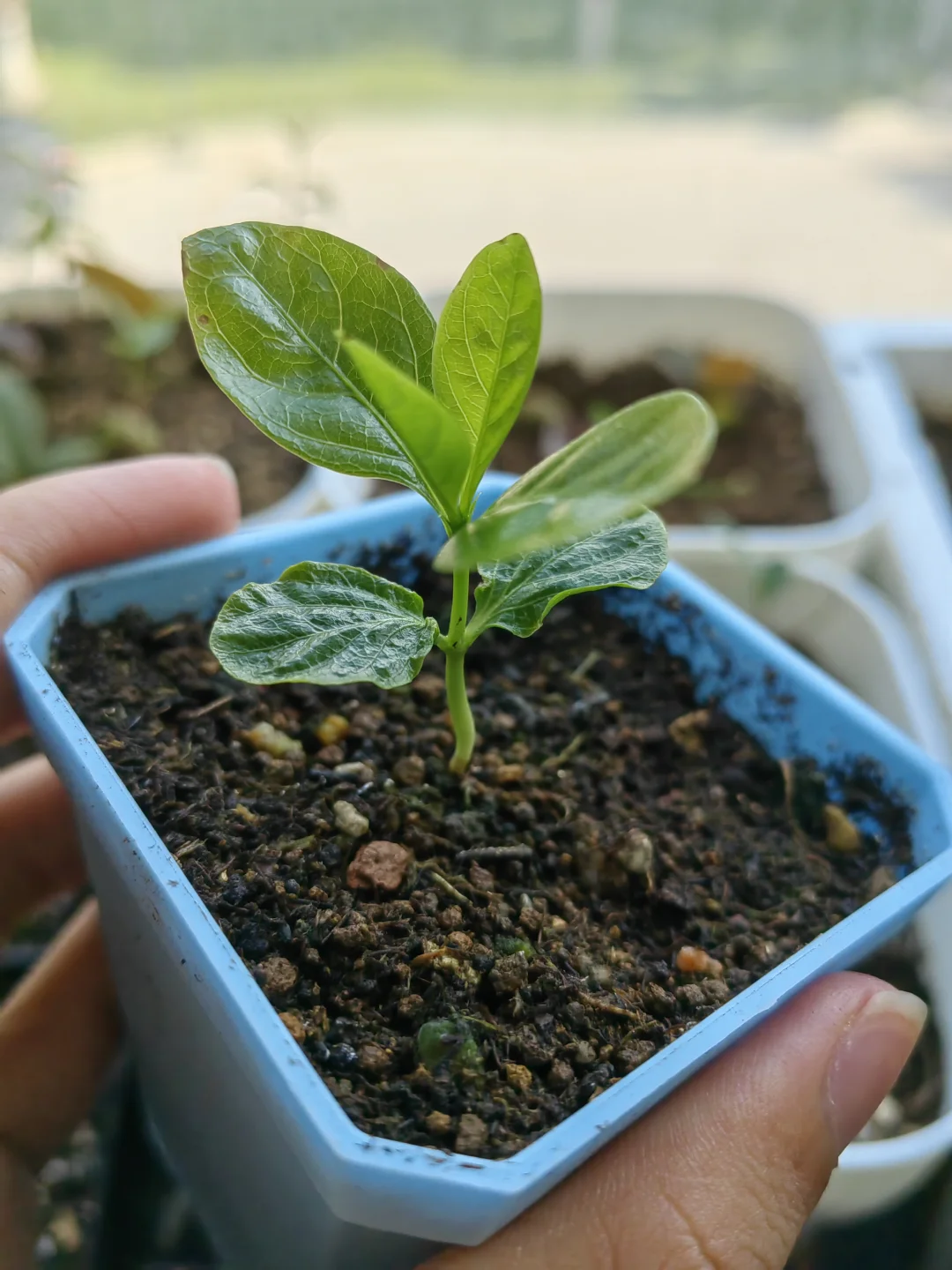 看看我播种的稀有水果吧！