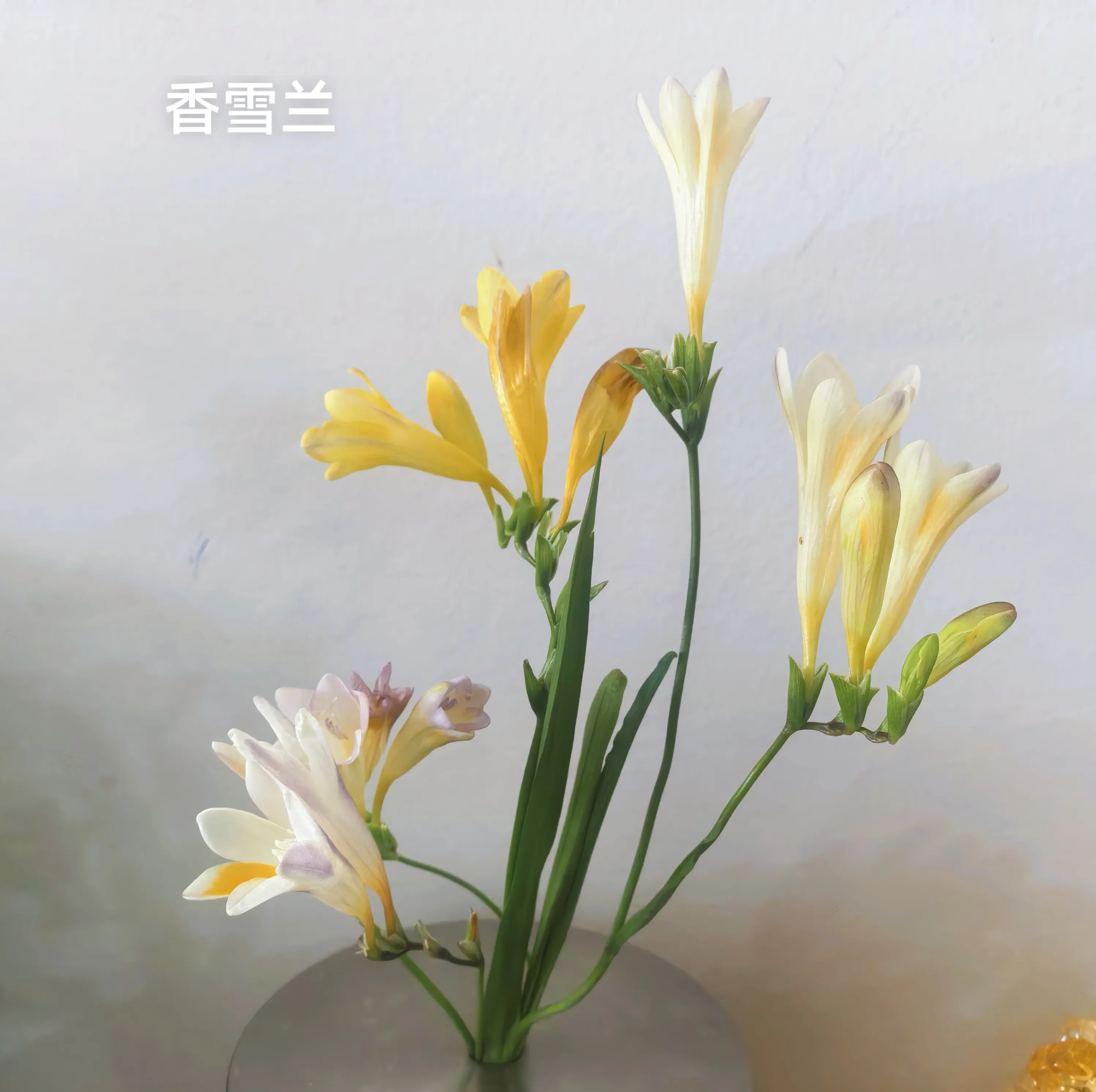 在澳大利亚悉尼我最喜欢的就是阳光明媚、金色海滩和鲜花四季盛开。在野外的草地上处处
