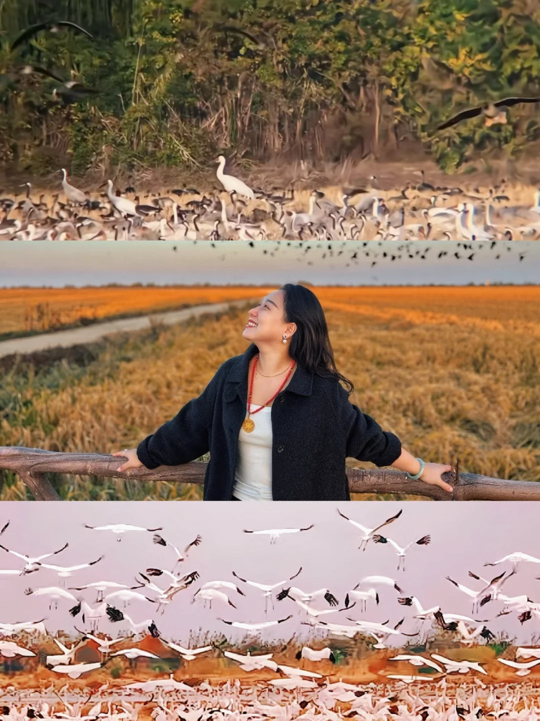 11.22插旗洲 白鹤洲 候鸟实况❗真 万鸟齐飞