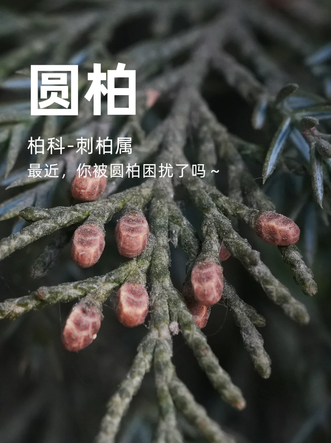 最近，你被这样的圆柏困扰了吗？
