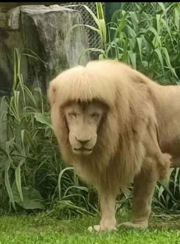 广州动物园狮子的阿杭走了。<br />那个可可爱爱会自己梳理头发的齐刘...