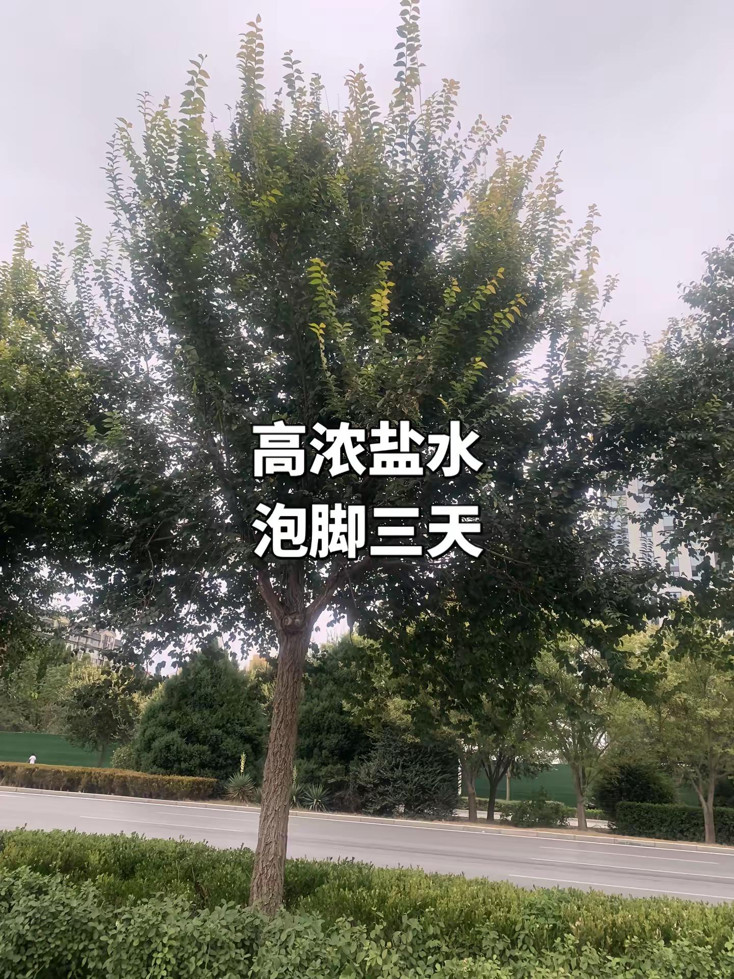 中国跳水梦之队，剑指亚运会全部项目金牌 体育 跳水