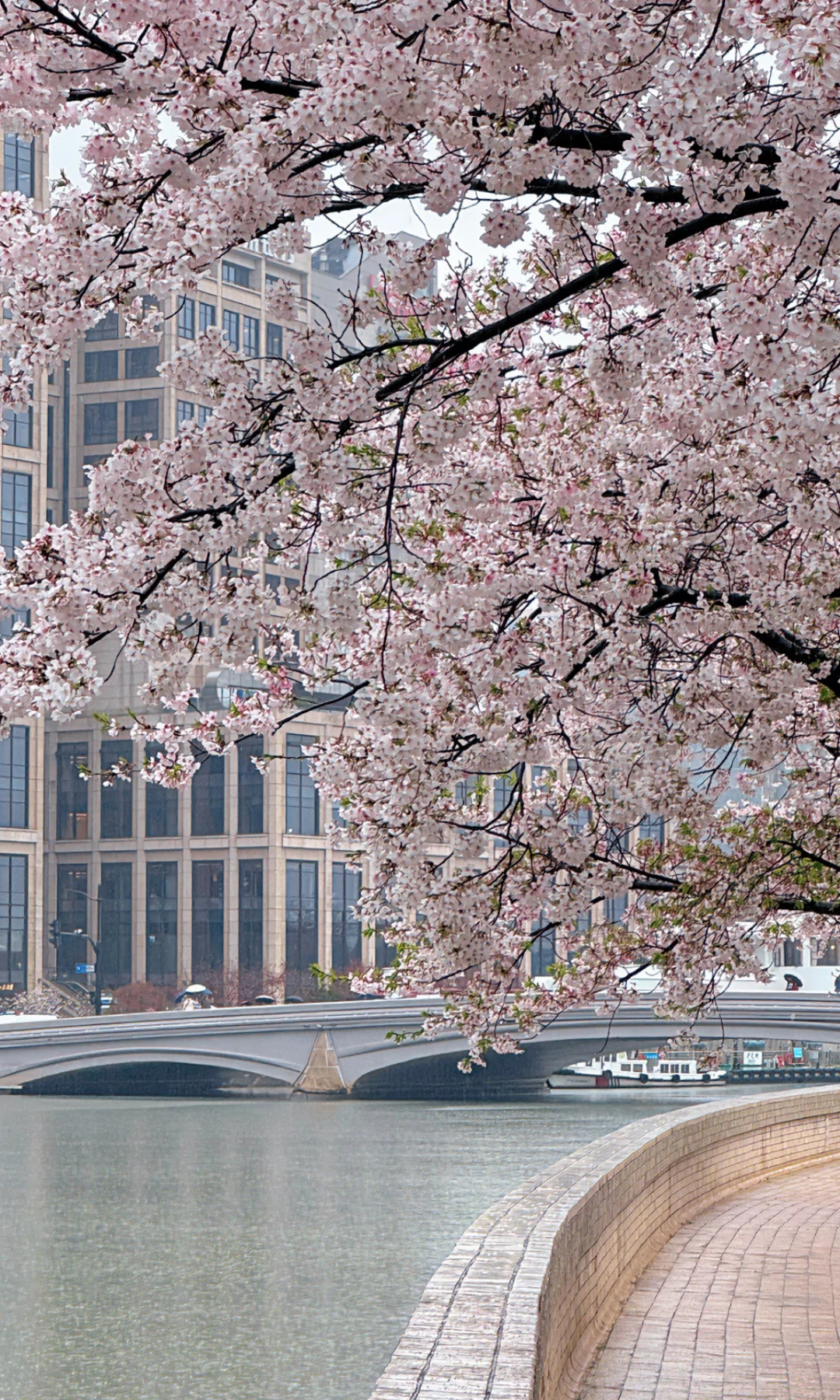 0403苏州河樱花实拍 | 雨季浪漫盛放中🌸