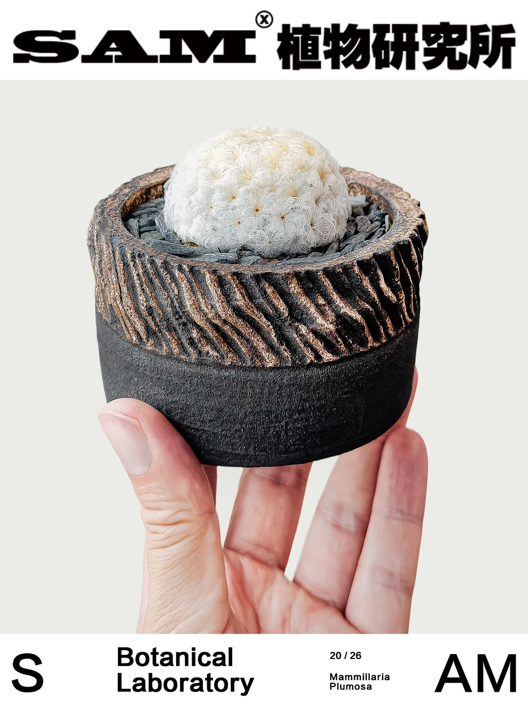 佛头白星｜Mammillaria Plumosa