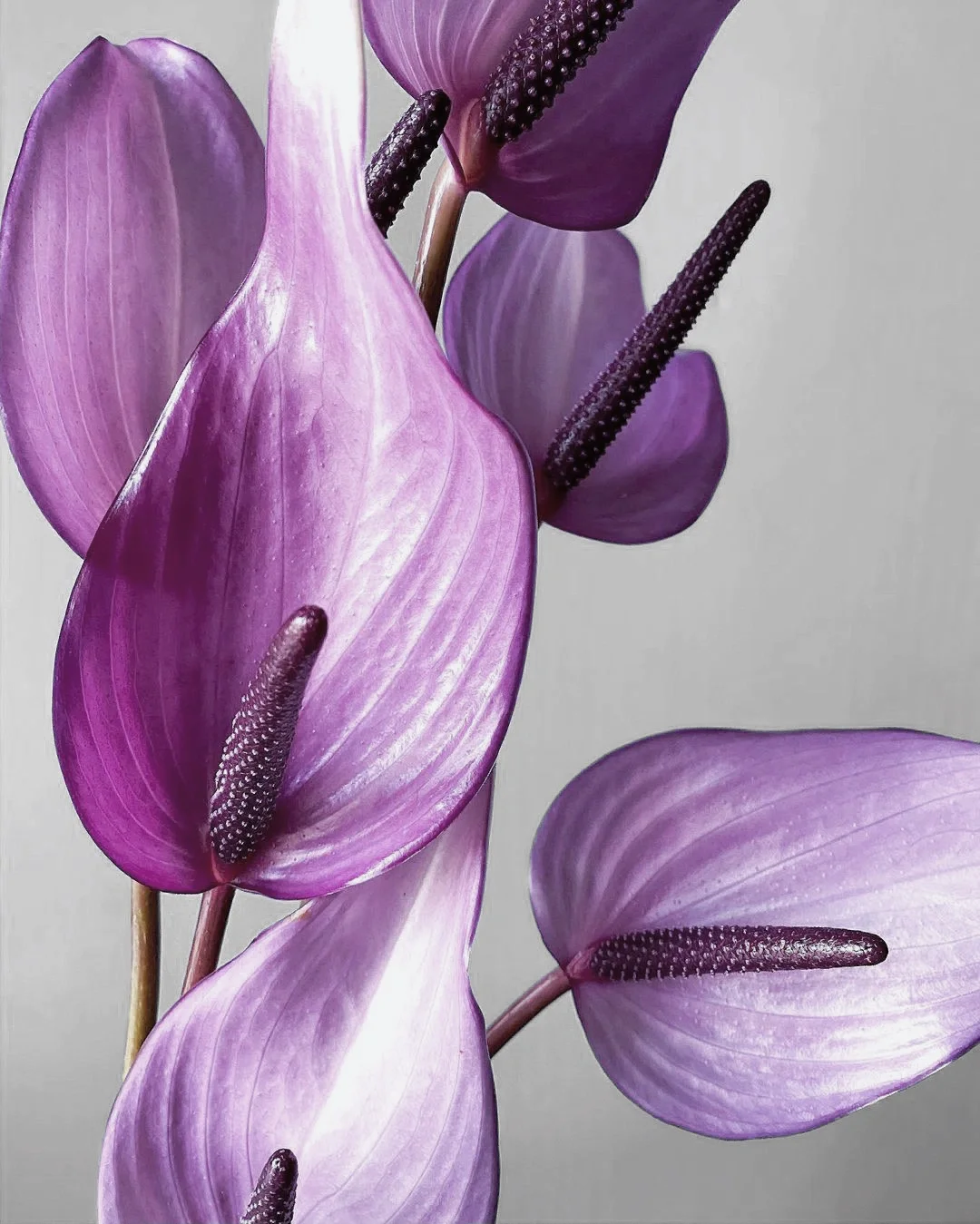 带你每天认识一种花材192｜紫掌“普利维亚”