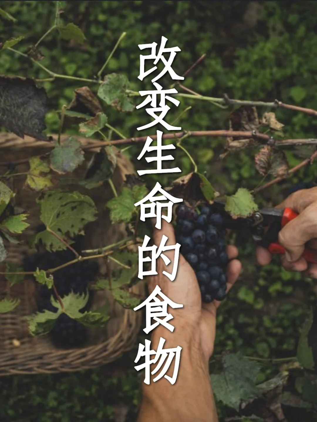 人体5种关键的干净碳水