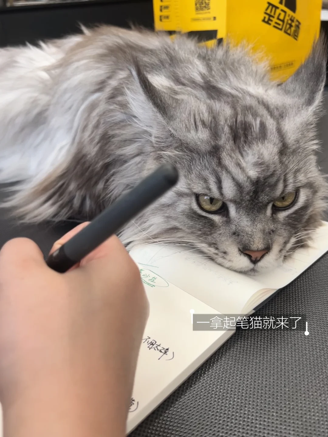 养了一只缅因小狗猫