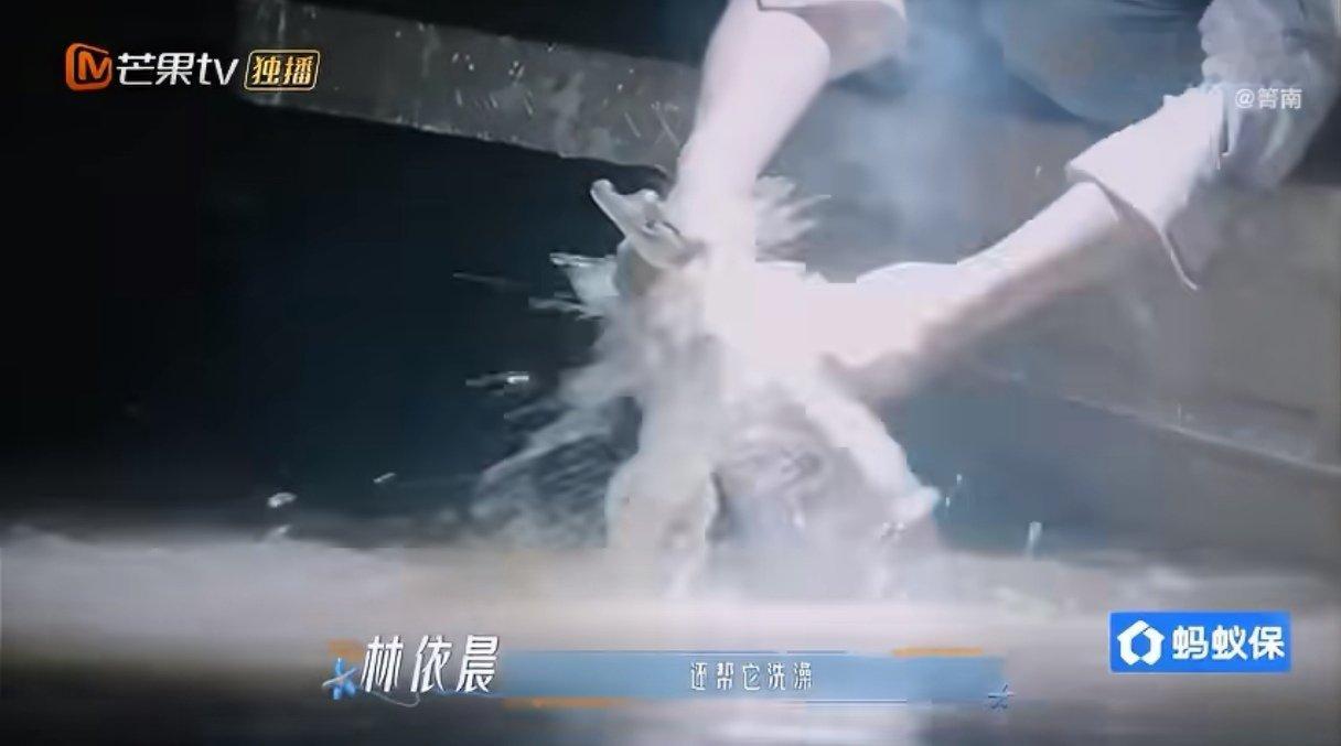 #殷桃叫邓为和鳄鱼kiss##花儿与少年# 邓为胆子也太肥啦！手握凯门鳄毫无惧色，殷桃叫他跟鳄鱼亲一下，直接送达甜蜜kiss，各种贴贴抚摸，嘴里不停夸可爱，看得我心惊又好笑。 ​
