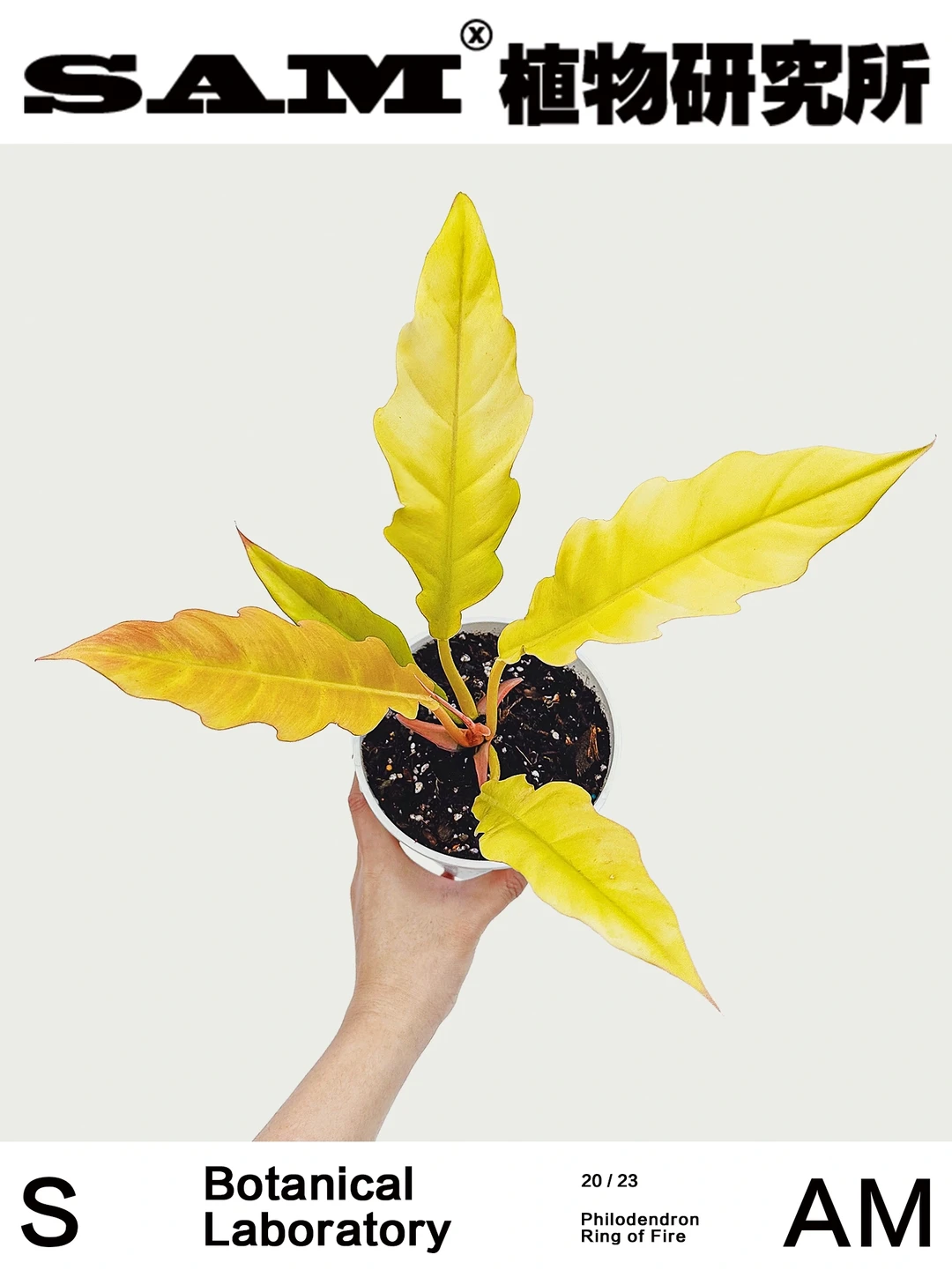 黄金火之戒 | Philodendron Narrow Ring.