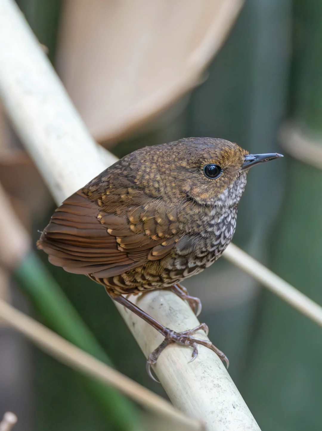 森林里开出一只小金蛋！小鳞胸鹪鹛
