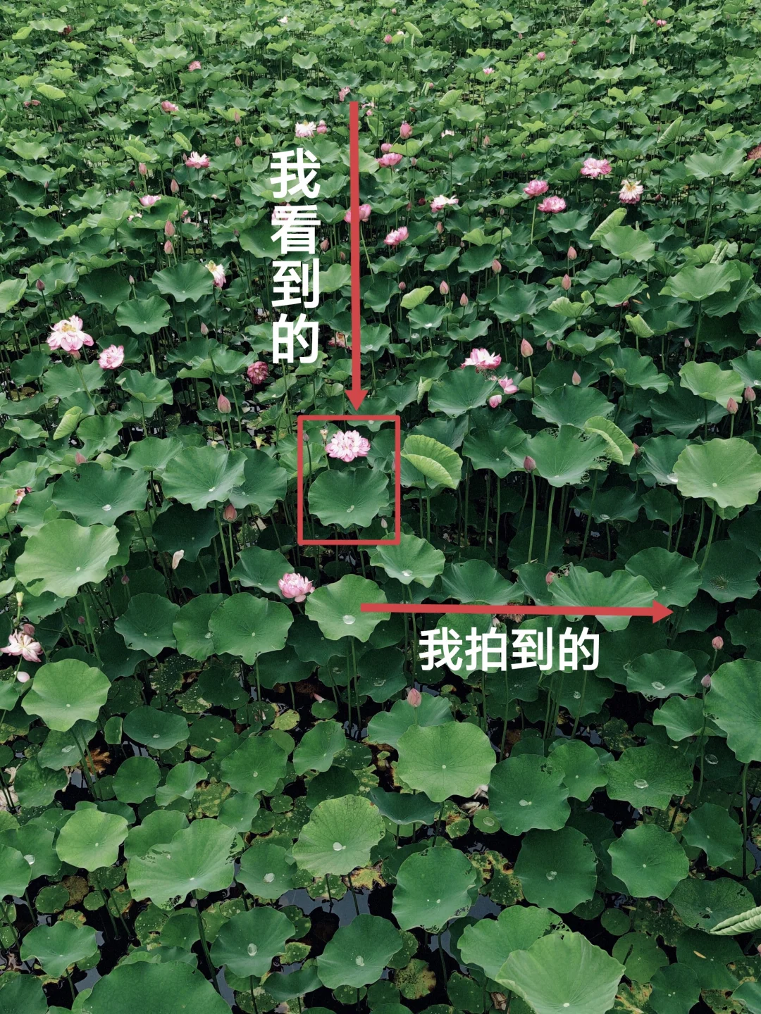 拍荷花，你们也是这样拍吗？