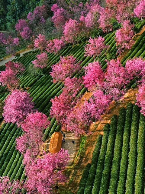 这个冬天，希望你像冬樱花一样明媚