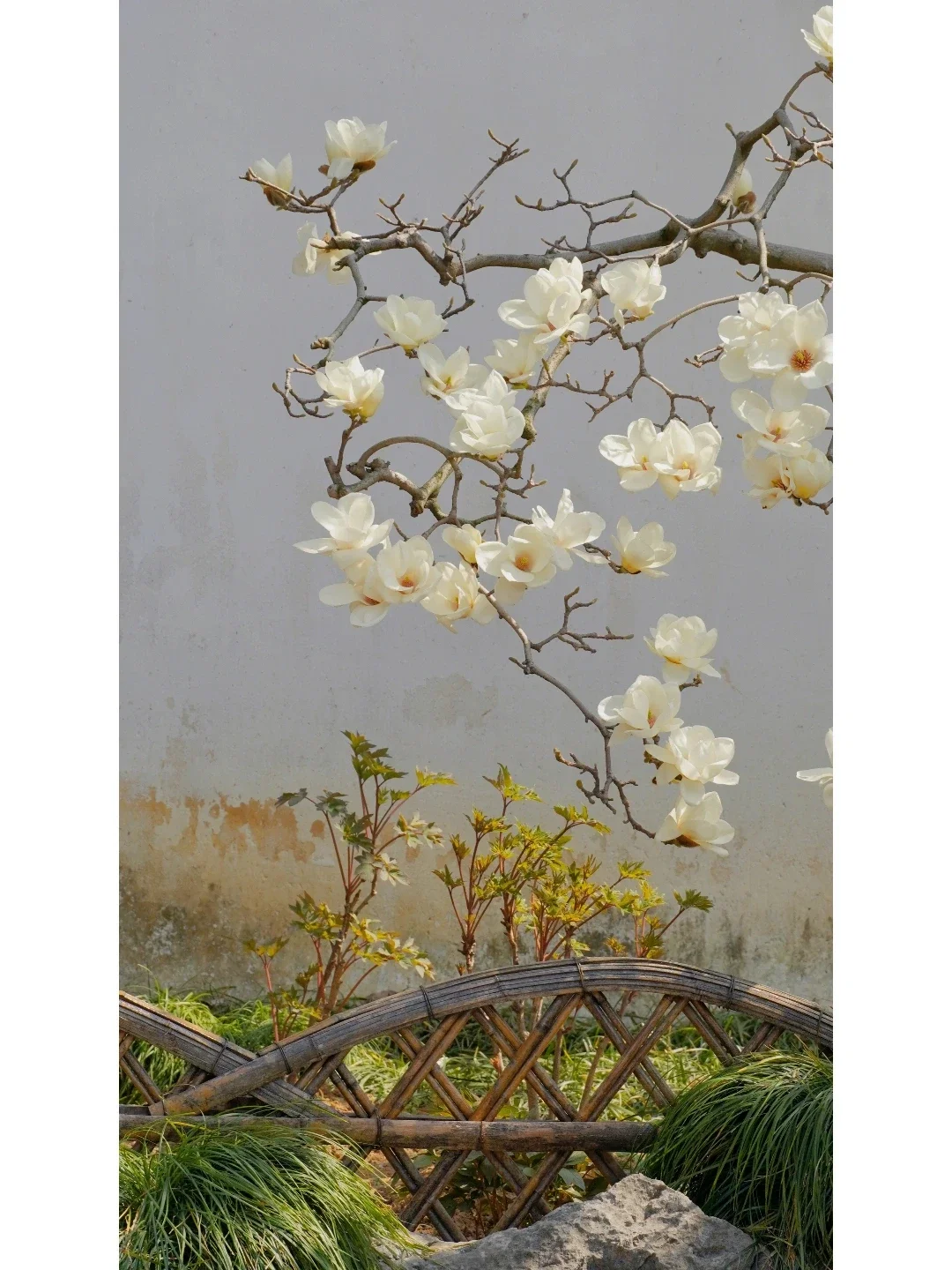 春日游，玉兰花吹满头