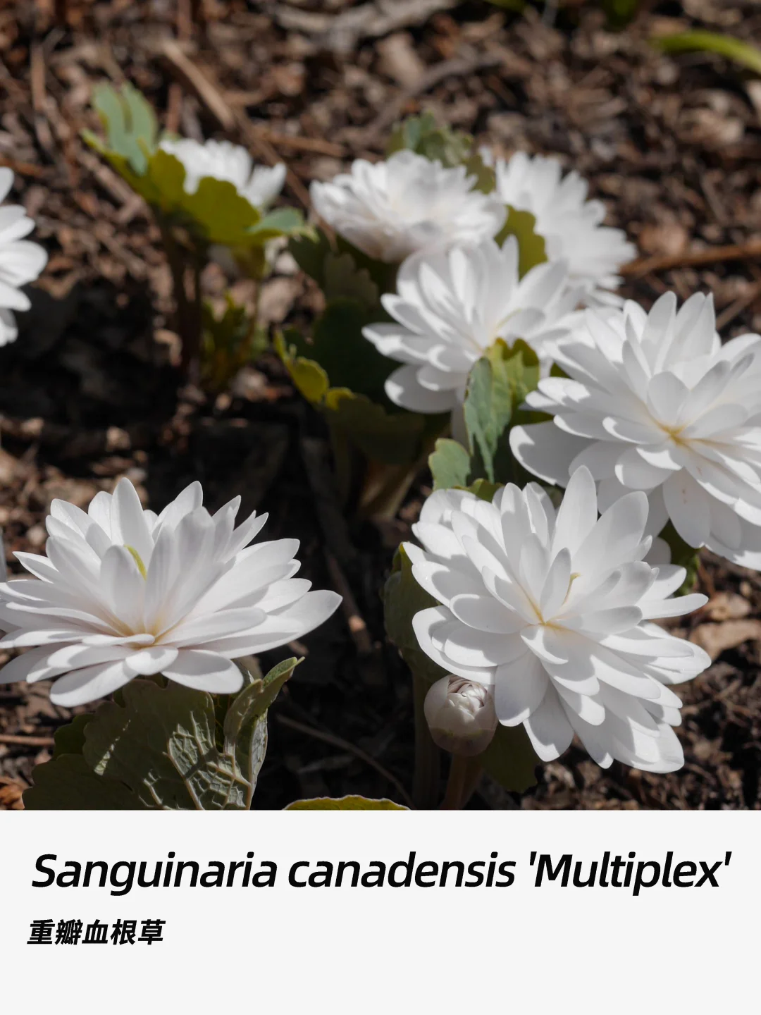 带你每天认识一种花材334｜重瓣血根草