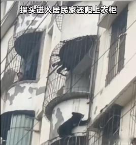 #四川新闻# 【雅安一黑熊抓防盗窗连爬多层进入居民家】9月23日（援引消息未标明具体时间），四川雅安一黑熊抓着防盗窗连爬多层，探头进入居民家还爬上衣柜。
     9月24日，新闻记者从四川雅安宝兴县林业局获悉，爬入居民楼的黑熊幼崽已被安全解救至救护中心，无人员受伤。目前，后续救助工作仍在进行 ​