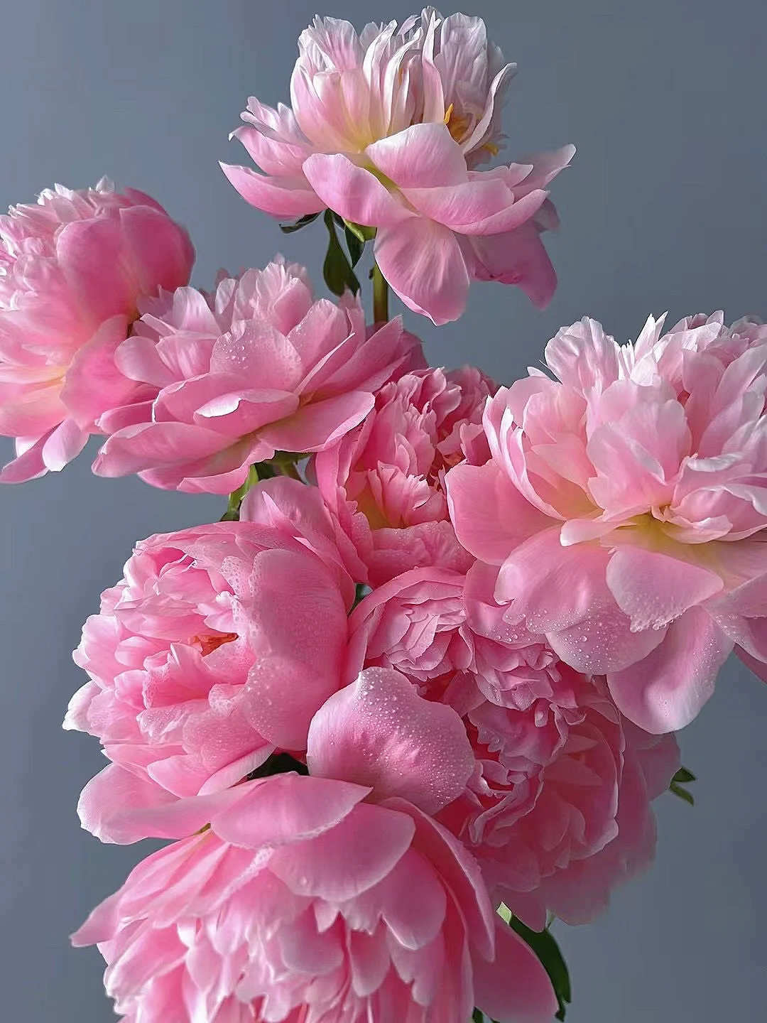 带你每天认识一种鲜花51｜夏威夷珊瑚芍药