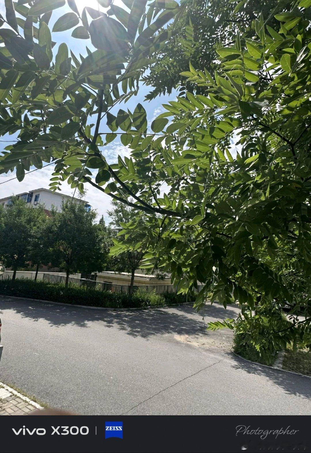 #vivo[超话]##vivo超话# 夏日的阳光穿过树叶，光影落在路面上，满眼都是鲜活的绿色，夏天的氛围感直接拉满。 ​