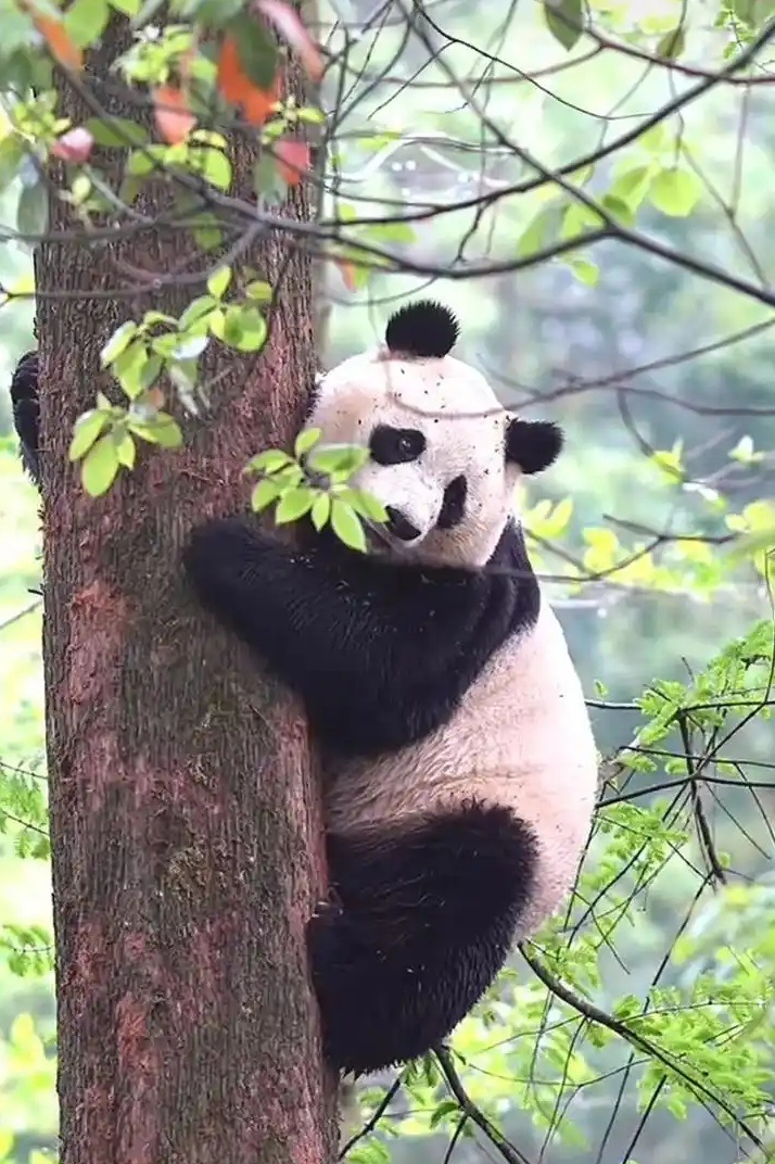 🐼🐼 🐼  大熊猫是森林生态系统中的一种重要生物，它们的生存与繁...