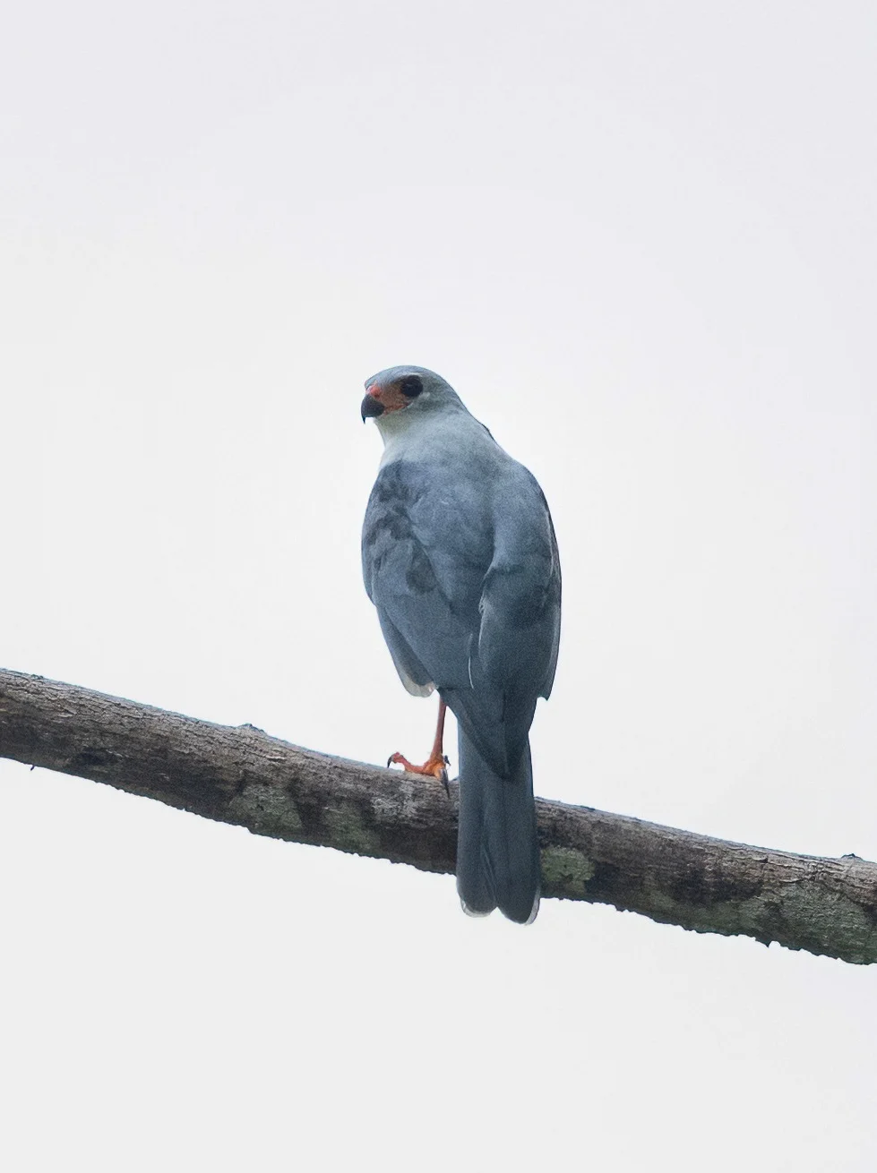 一只人类知之甚少的罕见苍头鹰