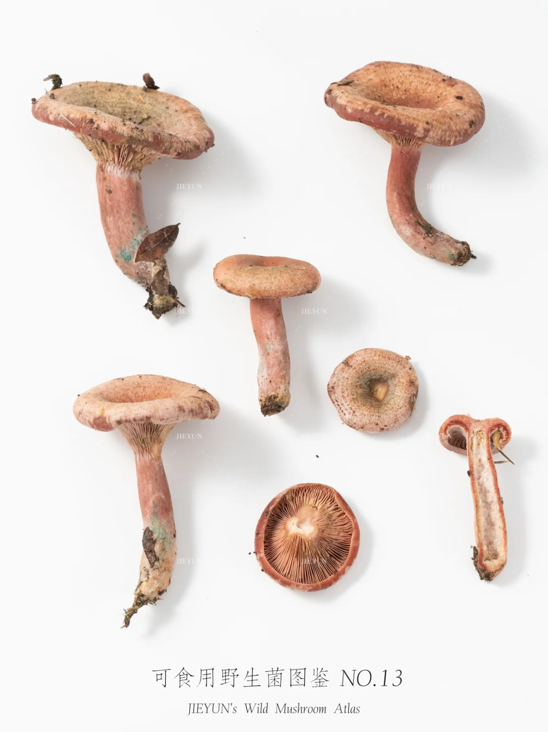 可食用野生菌图鉴NO.13 | 铜绿菌