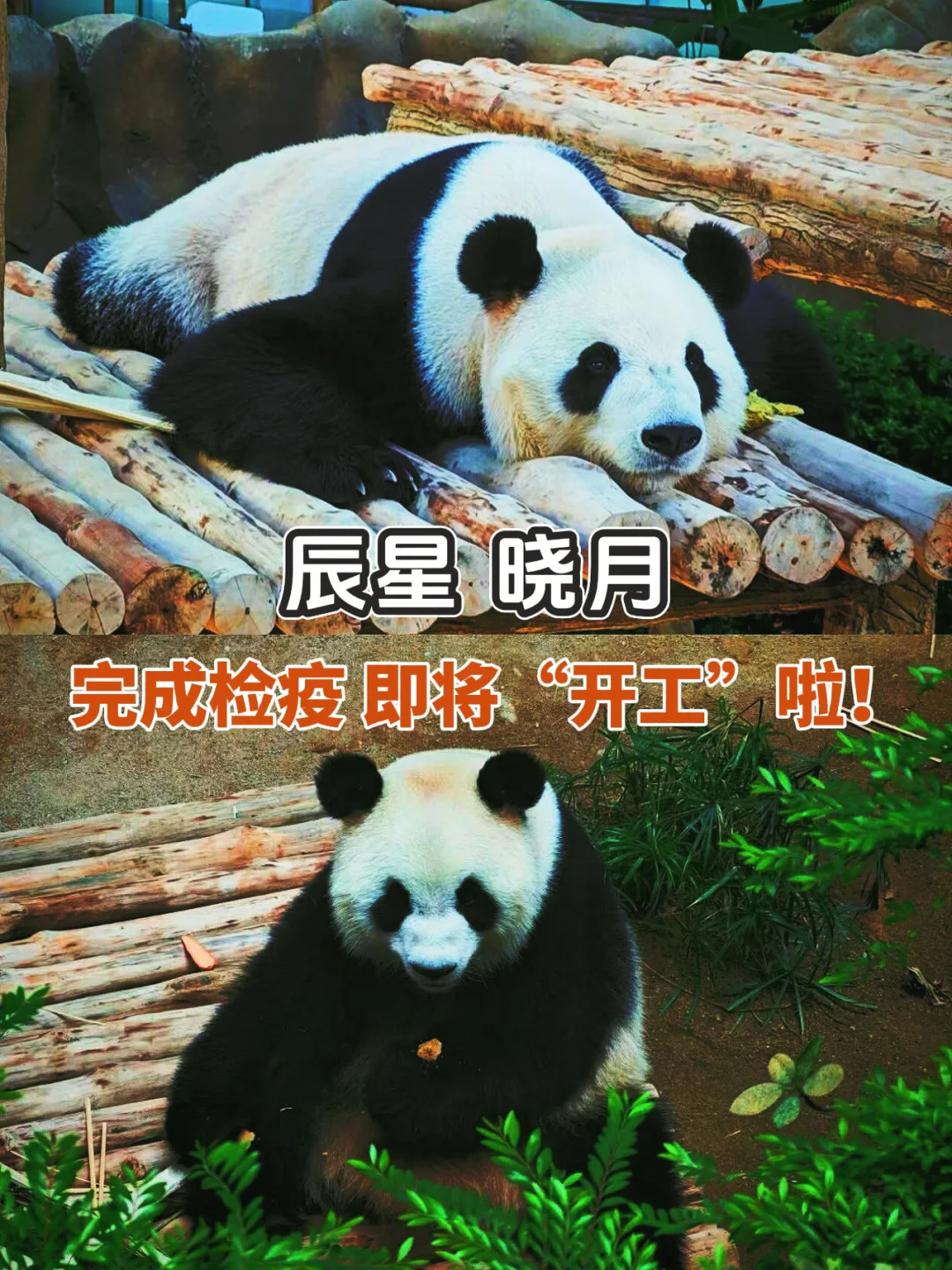 🇲🇾好消息！大熊猫完成检疫啦！