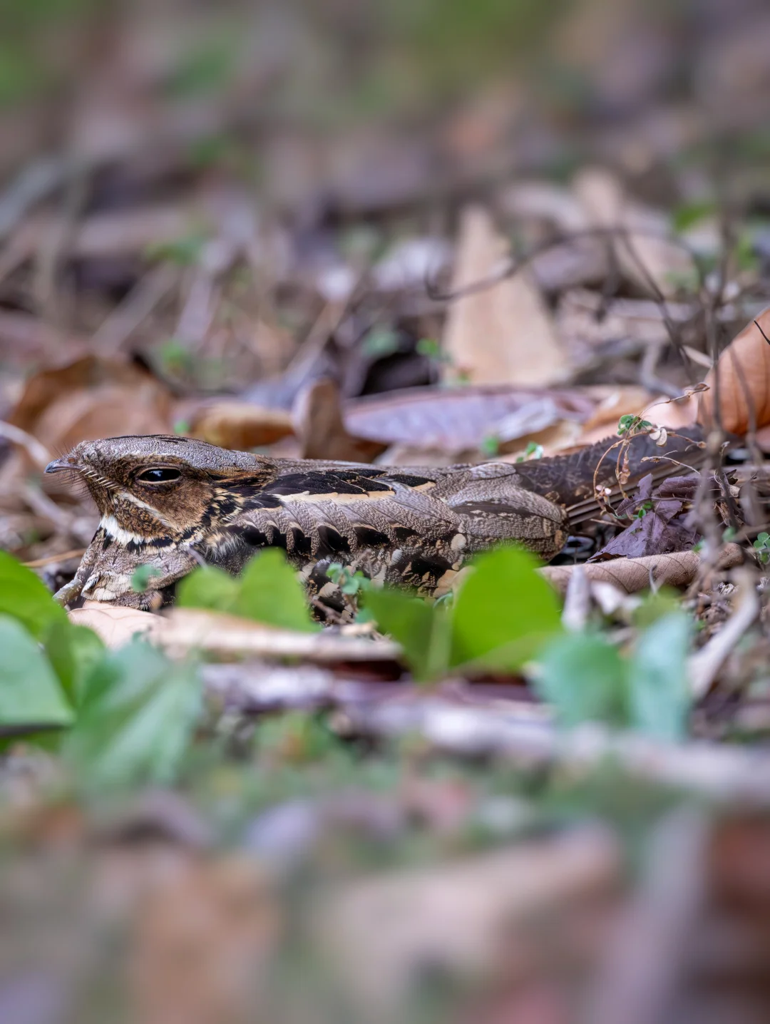 你能看出图中有一只鸟？！