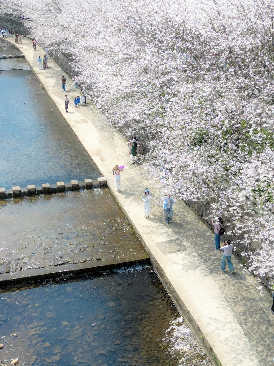 不是日本，已经开始期待接下来的宁波了🌸