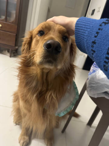 一等兵旺财！<br />后门那条路最近几个月被围挡围起来了，我俩就去后...