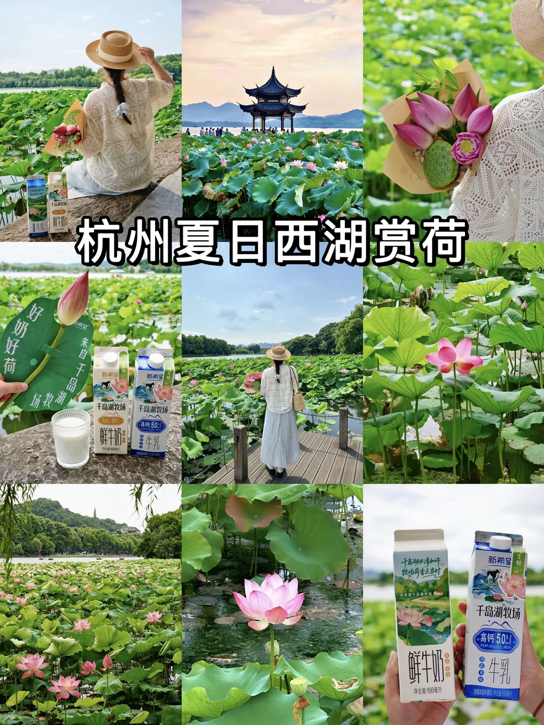 杭州西湖赏荷攻略！附隐藏夏日仪式感❗️