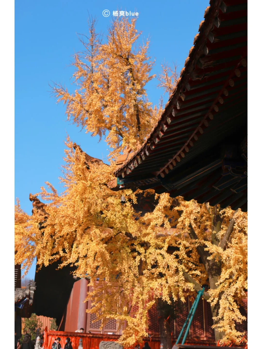 快冲❗️武汉宝通寺开放，银杏绝美媲美故宫