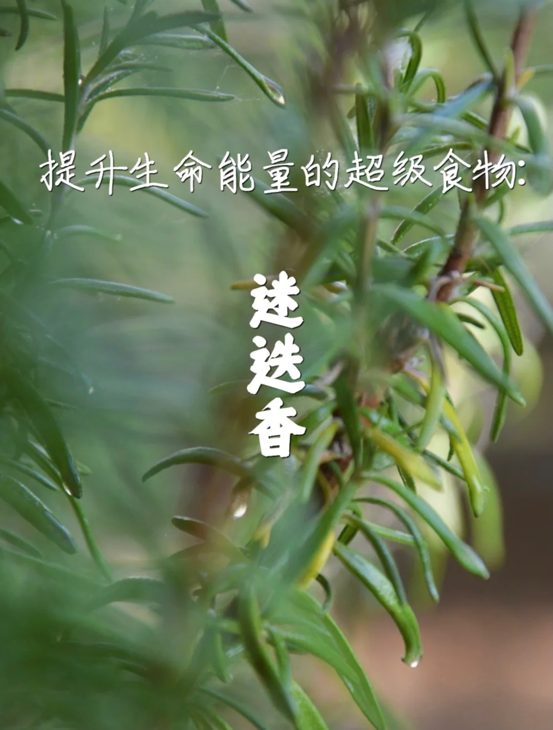 宇宙疗愈食物之：迷迭香