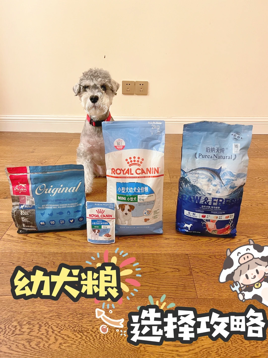 幼犬粮测评💕如何买到合适的幼犬粮🐶