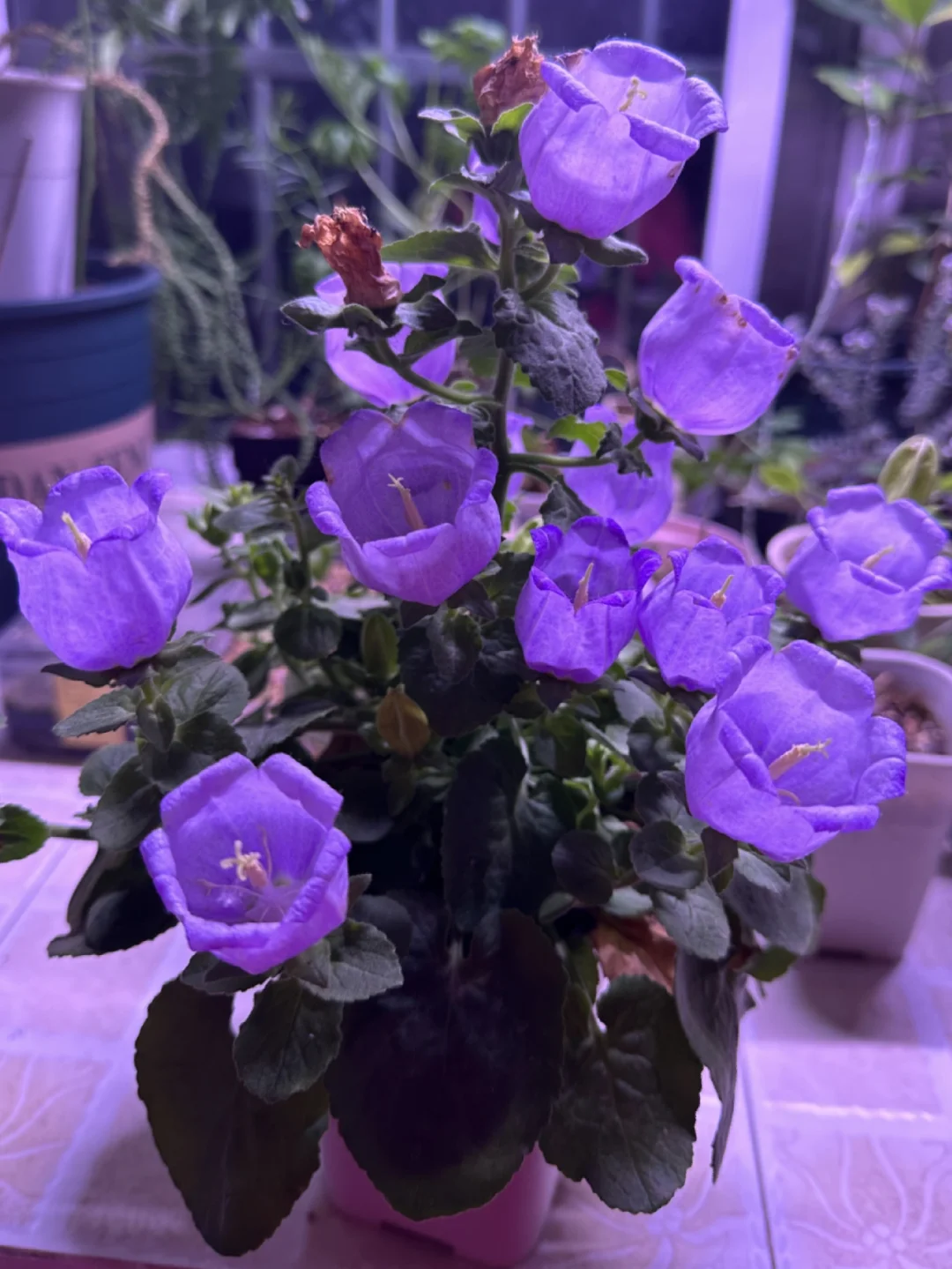 希腊风铃草campanula incurva