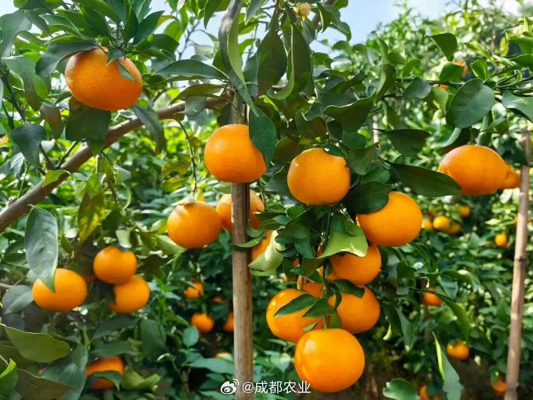 【超甜！#成都本地柑橘熟了#】#成都本地柑橘大量上市#霜降时节，成都龙泉山果香四溢！成都东部新区的爱媛橙陆续进入成熟期，简阳三星镇万亩橘园早熟爱媛、金堂金秋砂糖橘上市！采摘走起~（via.成都发布） ​​​