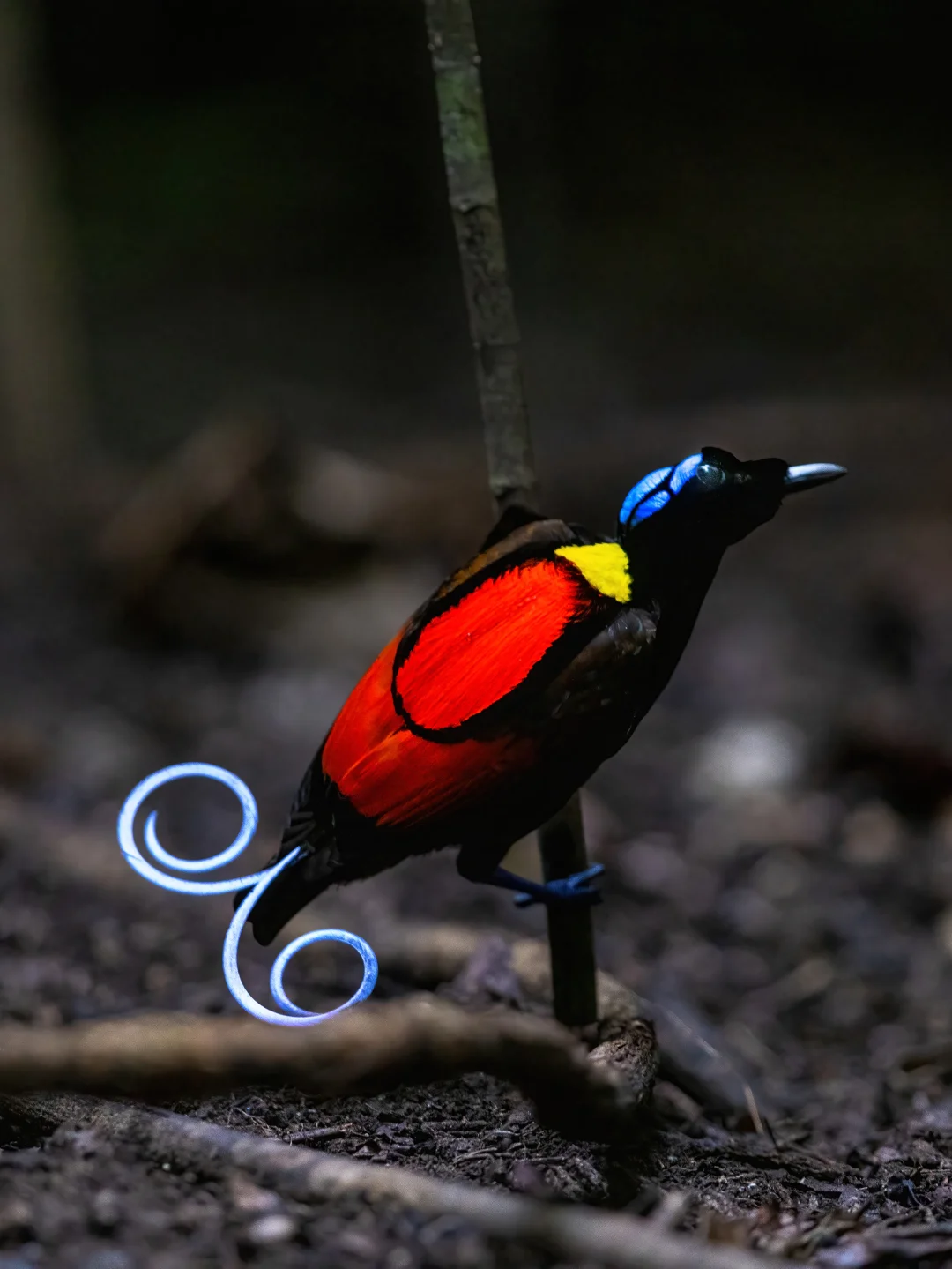 幽暗森林下的神秘仪式：威氏极乐鸟求偶