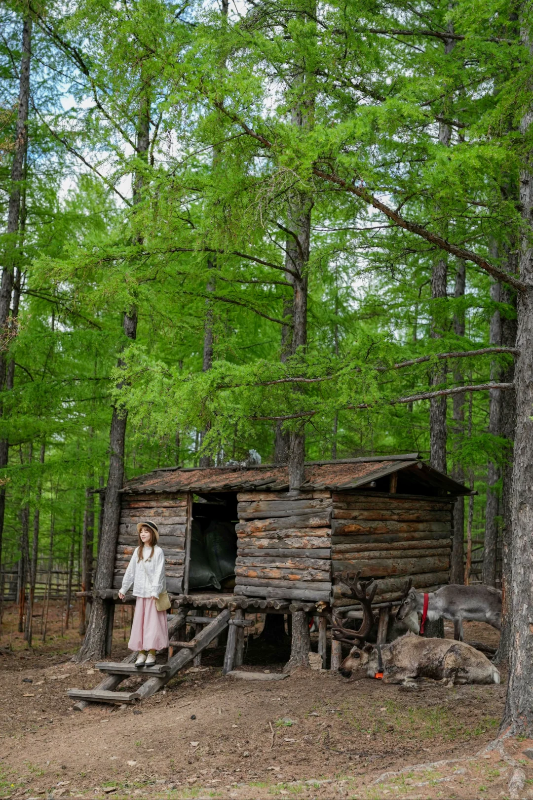 被朋友圈问疯了❗没有去芬兰，在呼伦贝尔