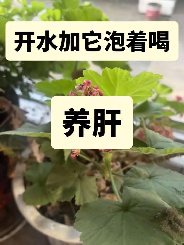 【现场直击： 】这恐怖的射程！加时关键时刻马刺落后3分，文班刚过半场直接出手超远三分扳平比分！nba季后赛马刺vs雷霆