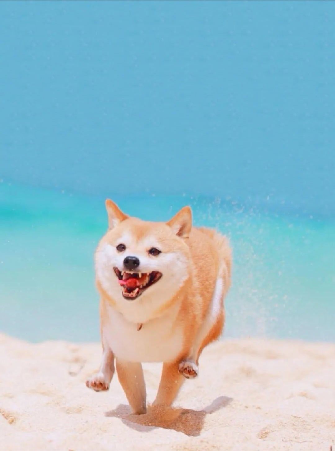 0000
🐶︱可爱小狗搞怪头像︱小狗头像壁纸 | 柴犬壁纸︱小狗怼脸照| WeChat头像 | 搞怪头像 | 梗图 | 萌物分享| 狗meme | 审美积累 | 低质量狗图| 小奶狗｜高质量头像︱逗比小狗头像︱小狗头像分享︱最喜欢小狗了︱小狗狗最可爱☺
壁纸分享/Wechat背景图/背景图/聊天背景图/壁纸套图/iPhone壁纸/审美 ​